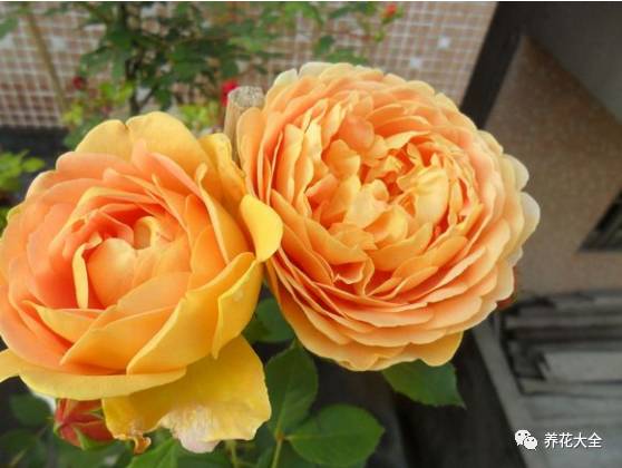 最美的十款月季品种推荐 (十种绝美的月季)