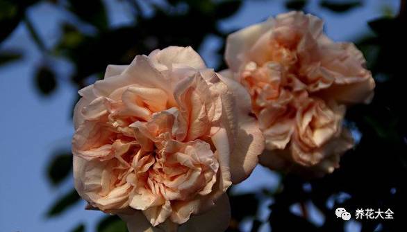 最美的十款月季品种推荐 (十种绝美的月季)