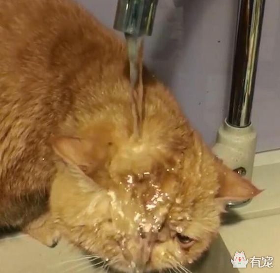 加菲猫被关进猫咪训练营,加菲猫最耻辱的时刻