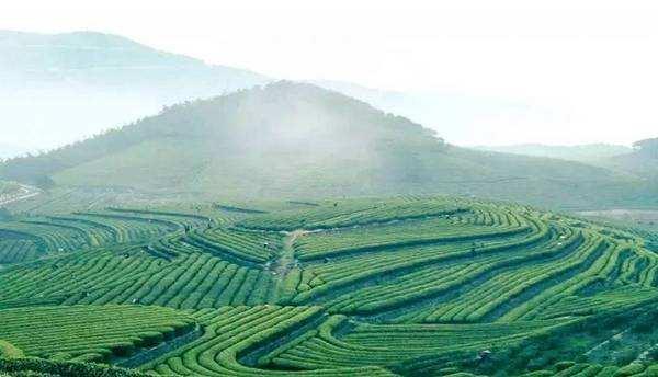 铁观音历史记载是什么,神仙铁观音的前世和今生