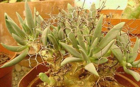 吉娃娃多肉植物有毒吗视频,金钱木多肉植物盆景有毒吗