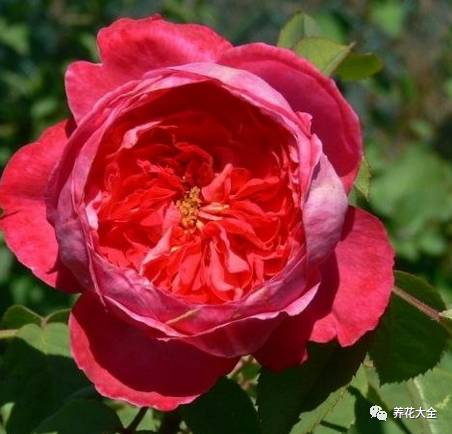 最美最高端的30款月季 (十种绝美的月季)