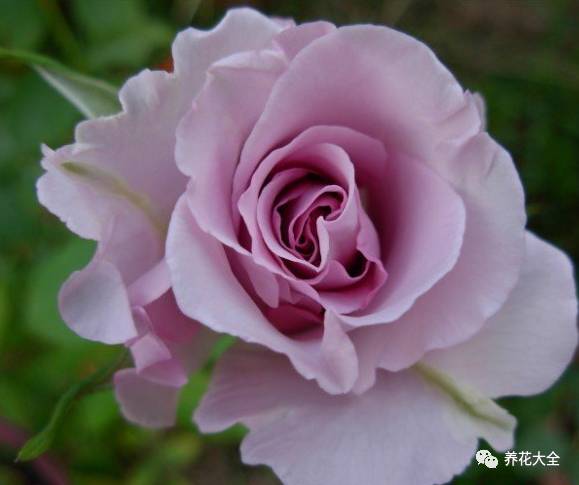 最美的十款月季品种推荐 (十种绝美的月季)