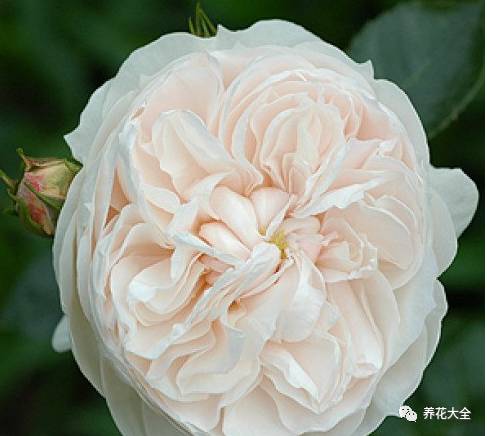 最美最高端的30款月季 (十种绝美的月季)