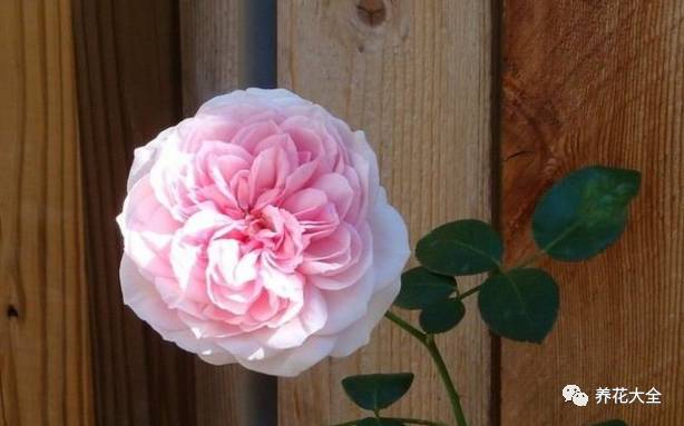 最美的十款月季品种推荐 (十种绝美的月季)