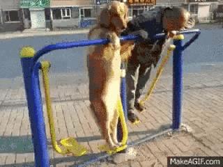 为啥不建议养金毛,为什么说不要轻易养金毛