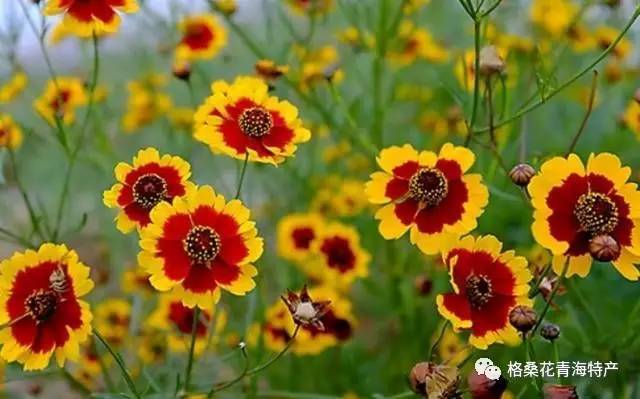 新疆天山昆仑雪菊的功效,天山昆仑雪菊旗舰店