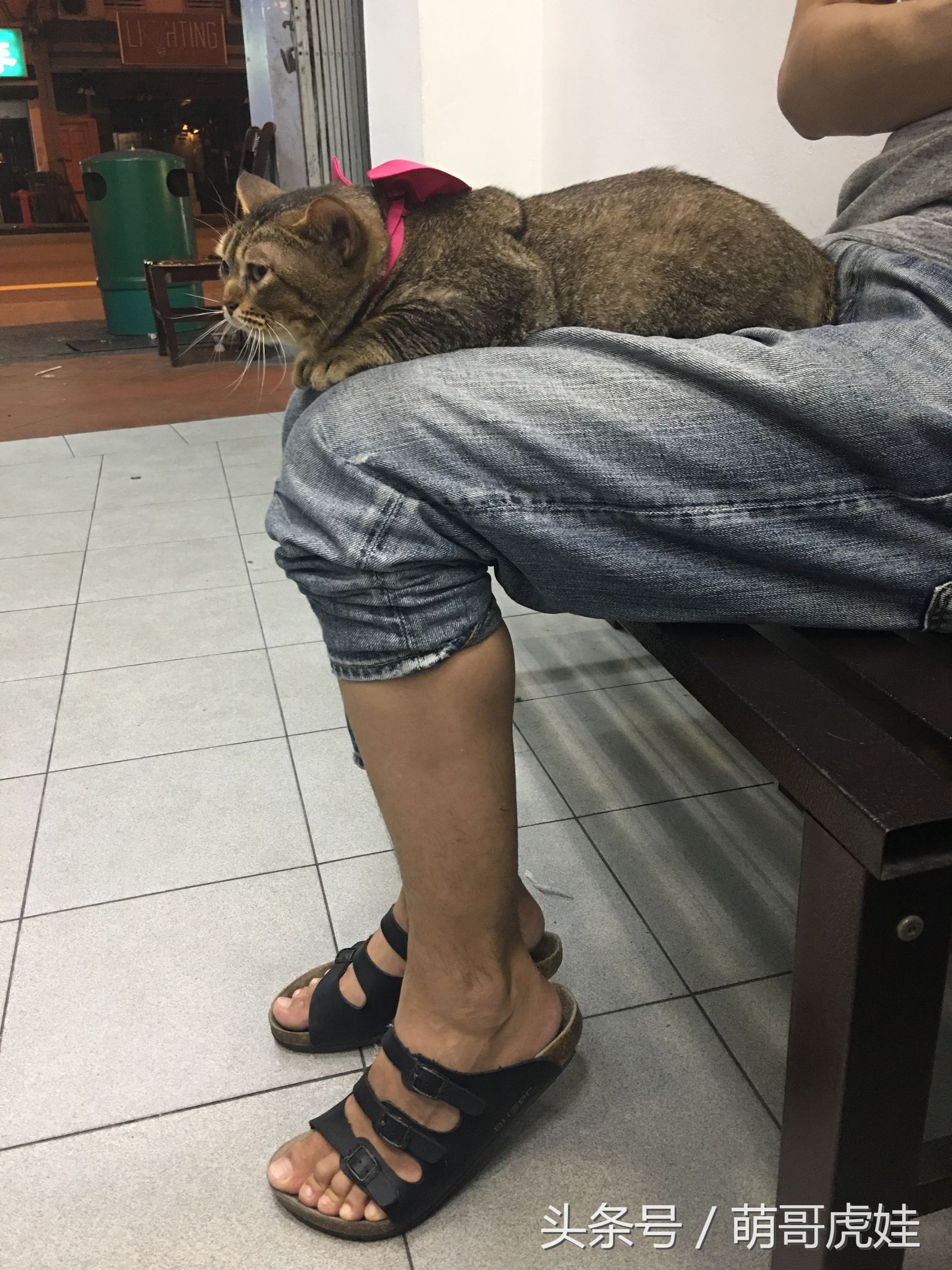 家里的母猫没有怀孕咪咪却变大了，铲屎的：你在外面都干了什么？