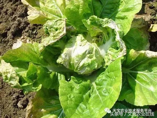 农作物病毒病防治药剂,病毒病防治讲解