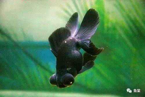 什么品种金鱼适合玻璃缸养,金鱼最好养的是什么品种