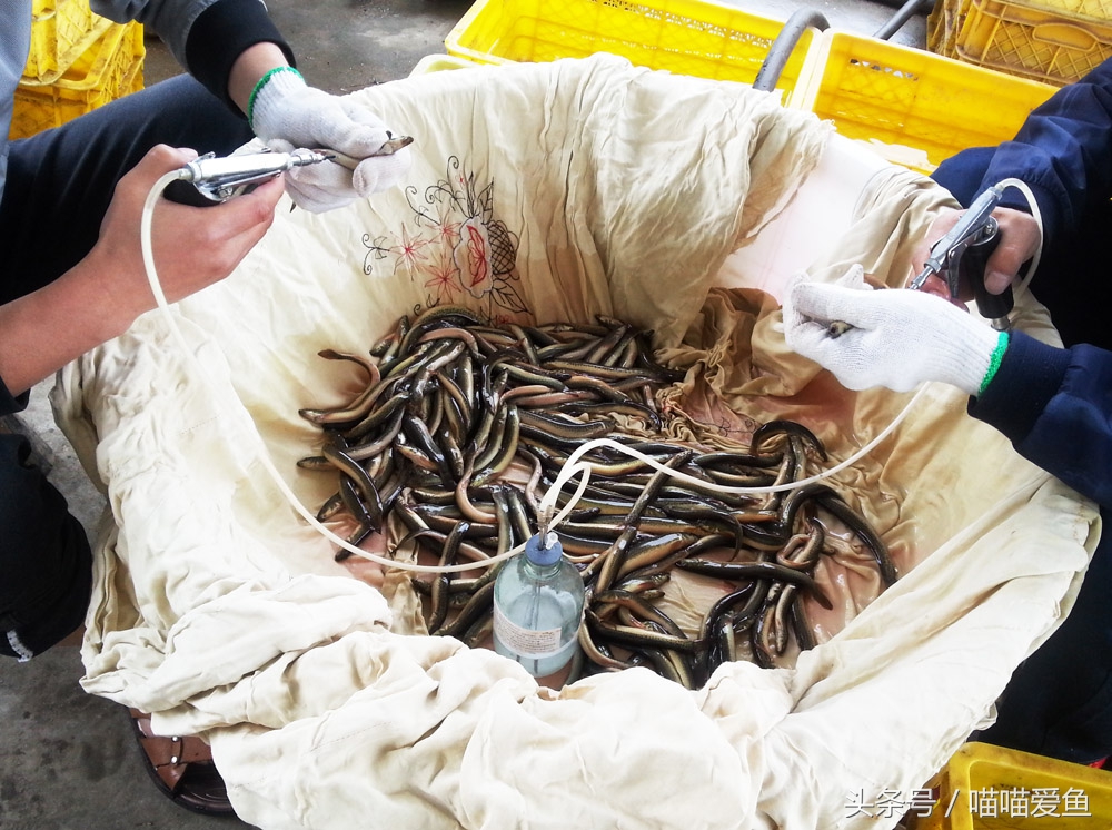 出售优质泥鳅苗,隆昌市泥鳅苗价格