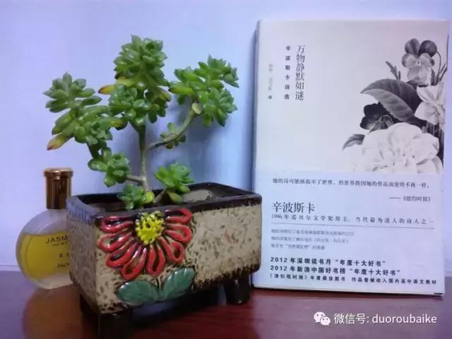 原来多肉与书更配哦！文艺范走起！