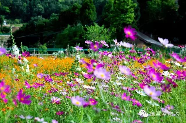 周末踏青最美樱花谷,周末乡村游田园美景醉游人