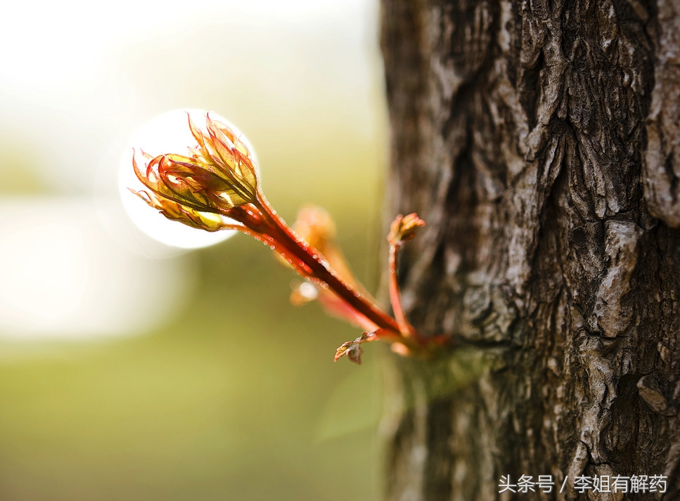 《道德经》二十八章以全局之眼看世间万物