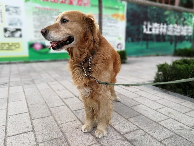 小辣椒a19手机,小辣椒双摄手机怎么样