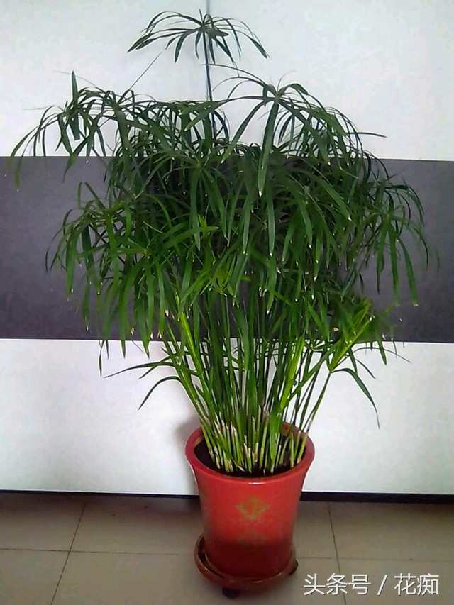 家养水竹如何做造型,水竹一棵会越长越多吗