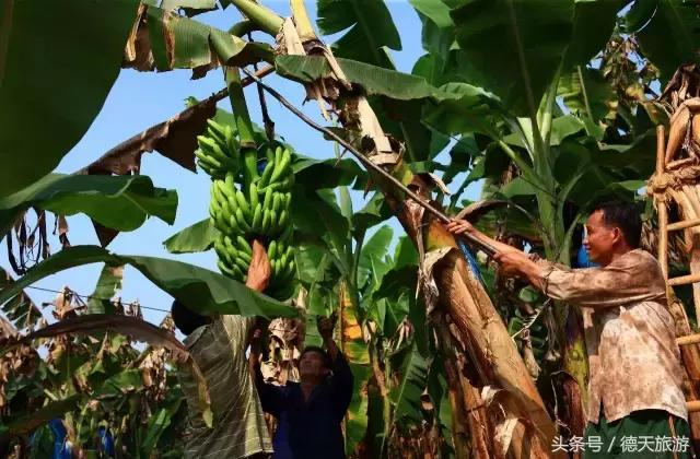 现在南宁去哪里赏花,南宁到武鸣采摘