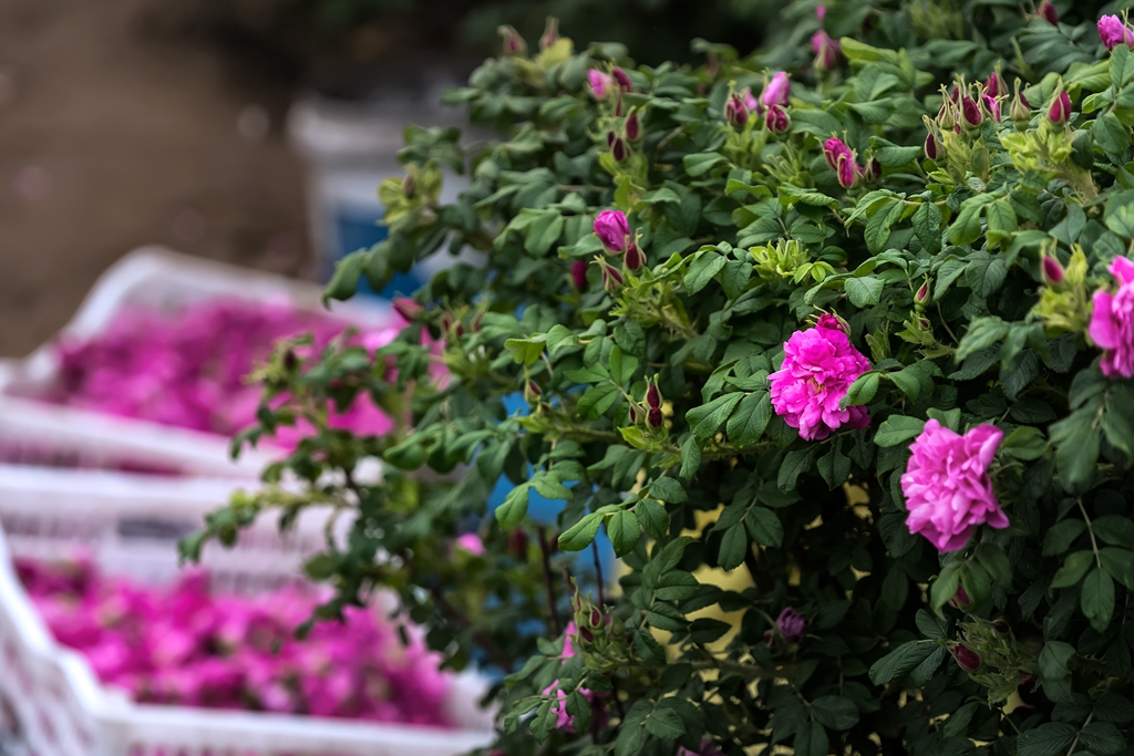 循着玫瑰香来到*瑰园玫**