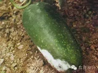 冬瓜病虫害主要有哪些,冬瓜的病害图解阴雨天