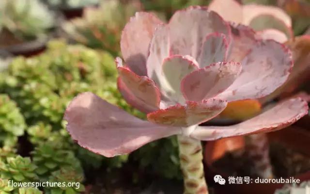 敲警钟安全行,室内喷杀虫剂对多肉有影响吗