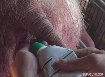 猪蓝耳和伪狂犬能治好吗,蓝耳伪狂犬传染