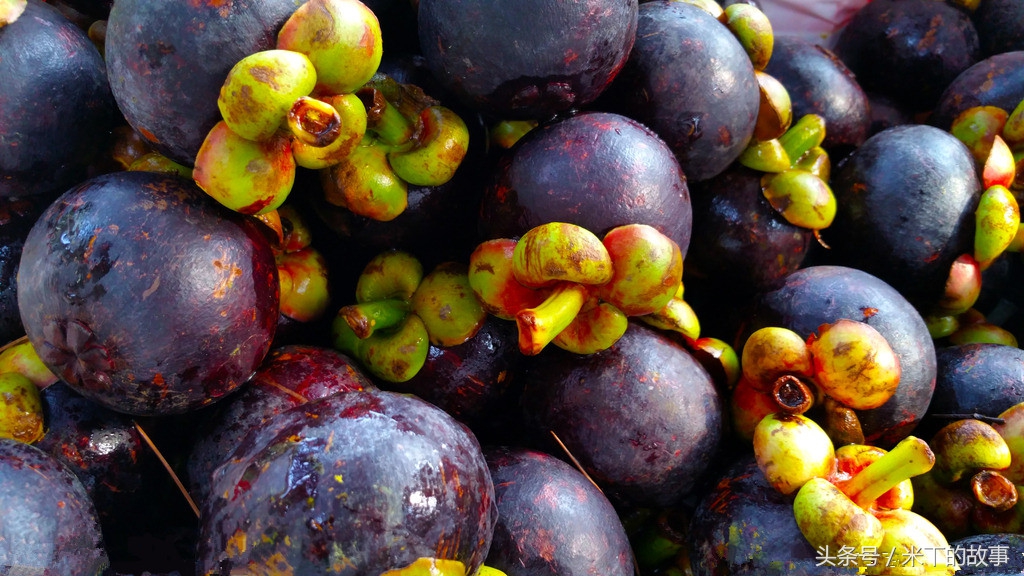 山竹水果皇后图片,热带水果皇后山竹视频