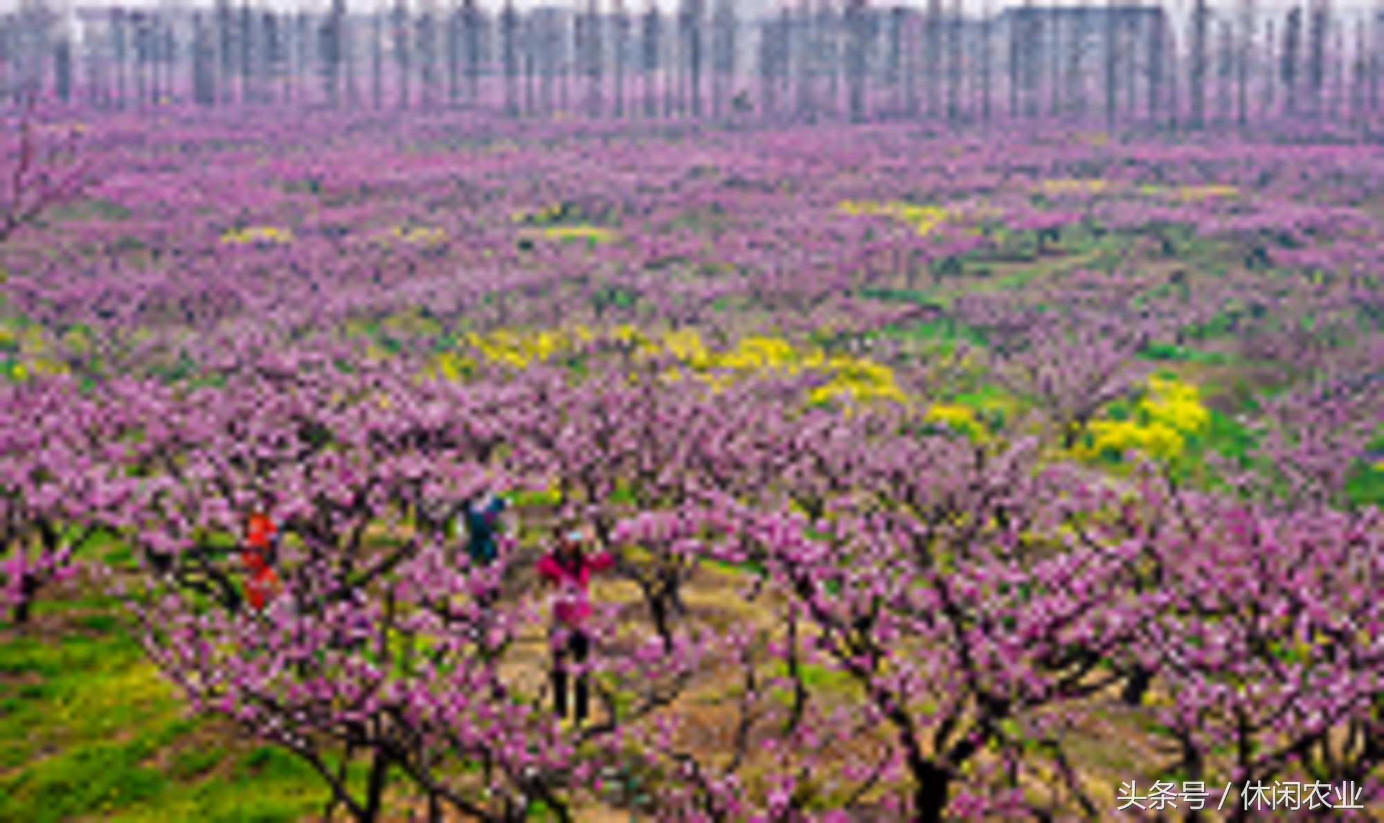 无锡阳山镇景区,阳山休闲好去处