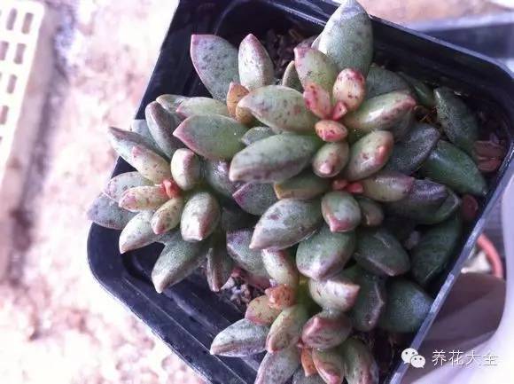 圆滚滚会出血斑的多肉 (十大超可爱的多肉)