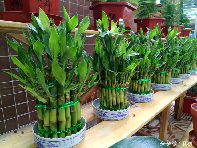 富贵塔竹怎么水养才旺盛,塔竹怎么养得好