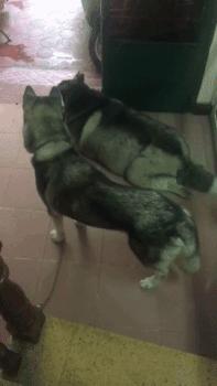 这年头不会脸刹的狗狗肯定不是一条好狗