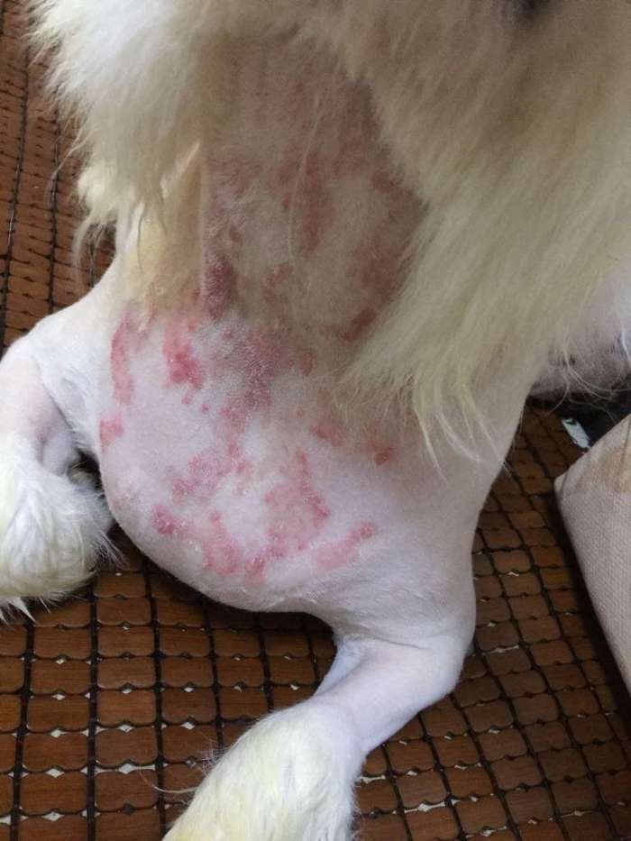 真菌引起宠物的皮肤病有哪些,狗狗感染猫癣怎么治疗