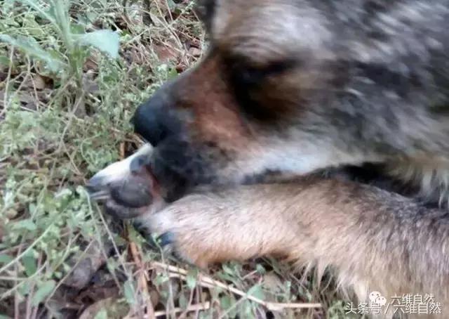 狗狗为啥体外老有吸血的虫子,狗狗不断的挠主人