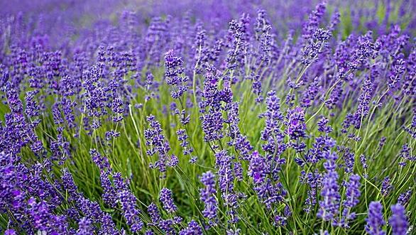 有哪些花卉可以驱蚊无毒,4种好看又好养的驱蚊花