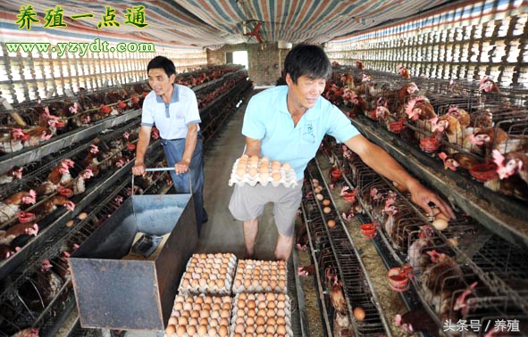 蛋鸡怎么那么便宜,蛋鸡养殖每日成本分析