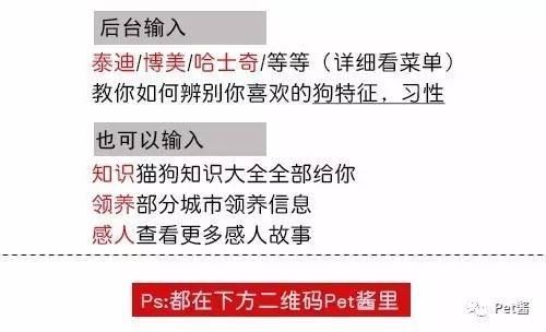 挑食汪星人吃什么,汪星人吃的是什么东西