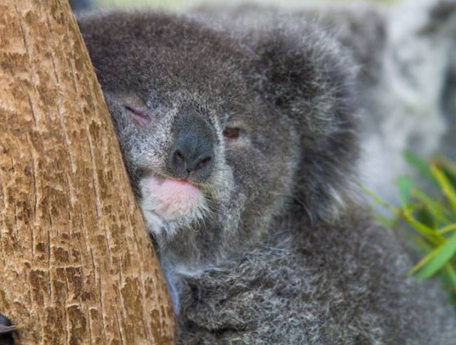 树袋熊爱睡觉,树袋熊助睡眠