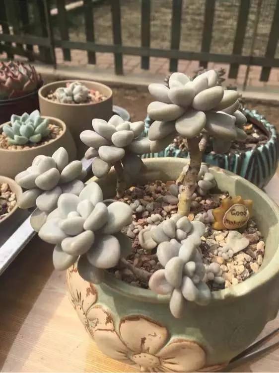 入坑仅1年，他的肉肉竟然全都大变样？！这真的是同一颗肉肉吗？