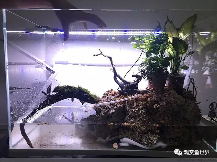 原生水陆缸开缸过程,超美摄影师