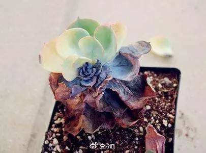 滚蛋吧，黑腐君！深度解析黑腐成因和解决之道