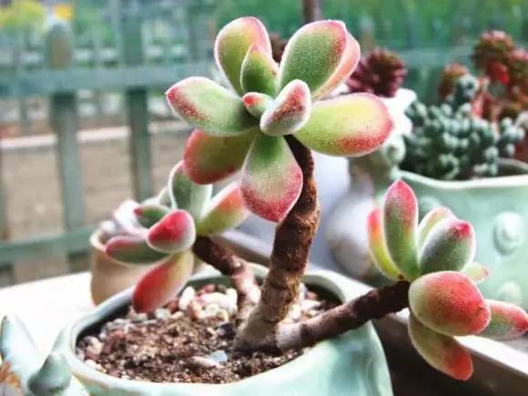 入坑仅1年，他的肉肉竟然全都大变样？！这真的是同一颗肉肉吗？