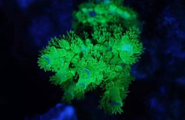 红树海缸,适合海缸的红树品种