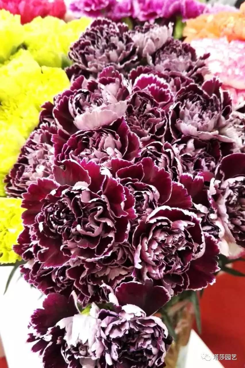 除了康乃馨以外送给妈妈什么花,代表母亲的花是康乃馨