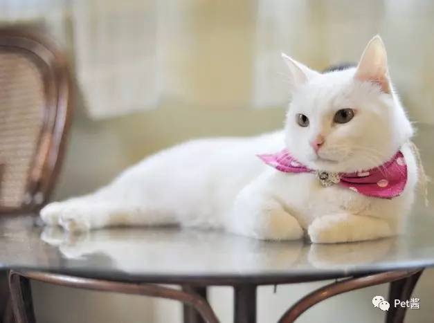 中华田园猫12个品种图哪个最好养,中国最稀少的猫品种中华田园猫