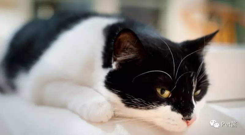 中华田园猫12个品种图哪个最好养,中国最稀少的猫品种中华田园猫