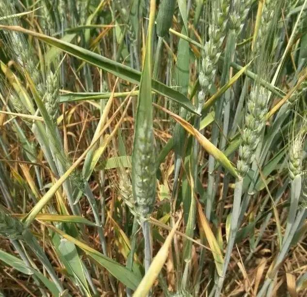 小麦抽穗期干尖是什么原因,小麦撒尿素后干尖如何补救