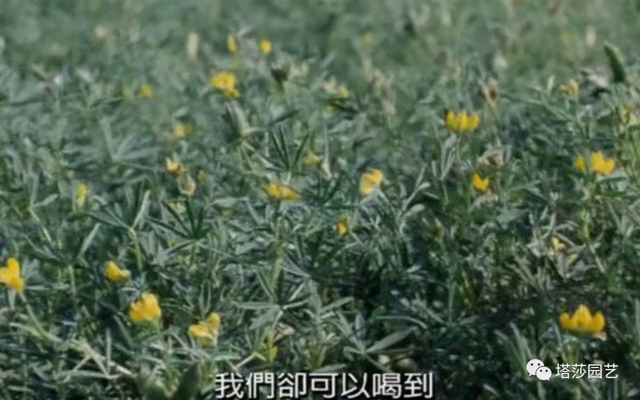 除了康乃馨以外送给妈妈什么花,代表母亲的花是康乃馨