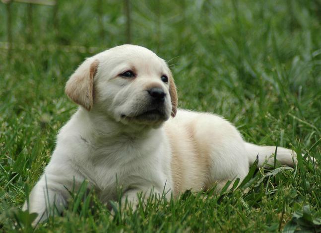 做个合格的铲屎官要注意些什么,新手铲屎官秋冬最需要注意这件事