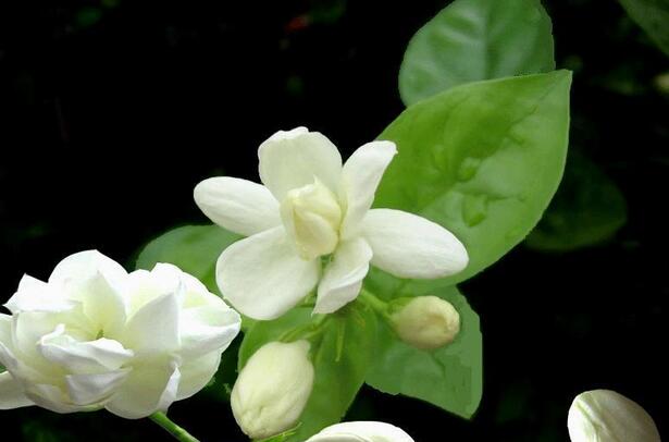 有哪些花卉可以驱蚊无毒,4种好看又好养的驱蚊花