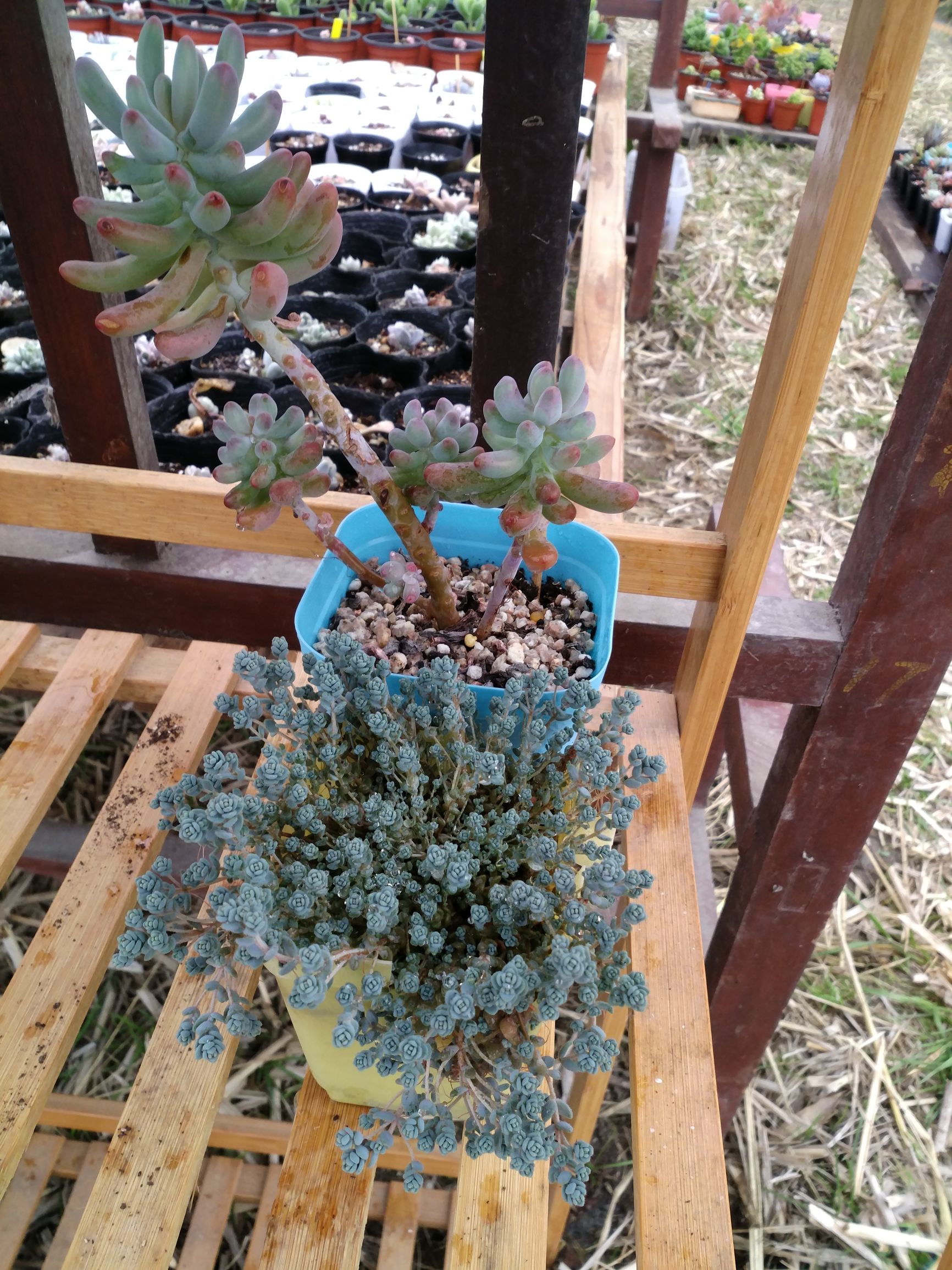 旋叶姬星美人状态,旋叶姬星美人蔫了怎么办