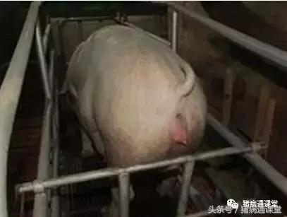 为什么有些母猪生那么久,母猪产程过长难产的原因